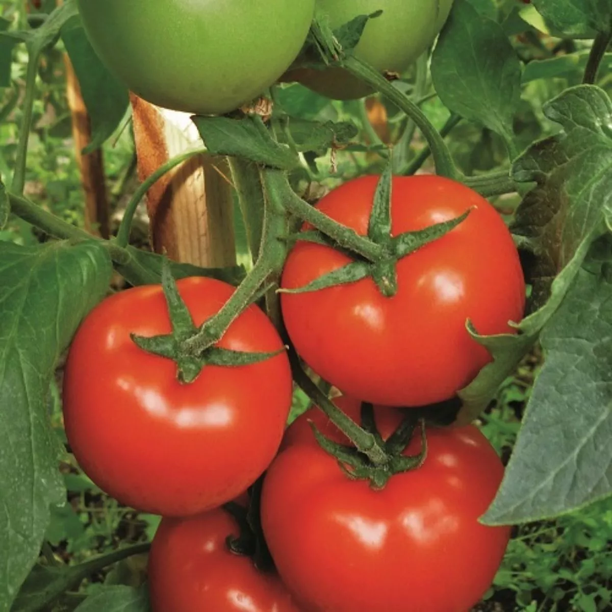 Seminte Tomate semideterminate GRAVITET F1 Syngenta 500 sem 3