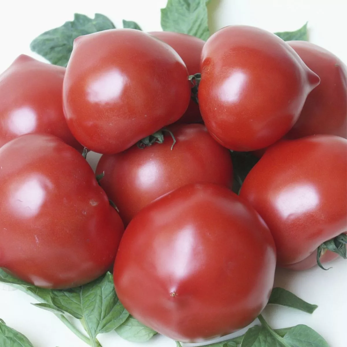Seminte Tomate semideterminate PREKOS F1 Geosem Select 1000 seminte 2