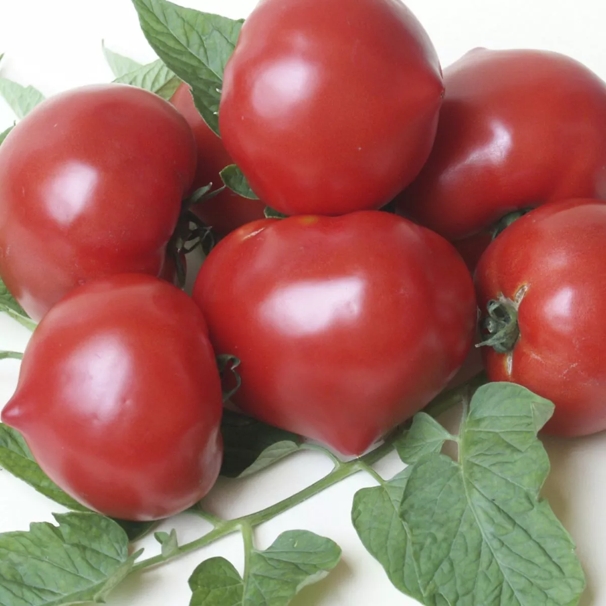 Seminte Tomate semideterminate PREKOS F1 Geosem Select 1000 seminte 3