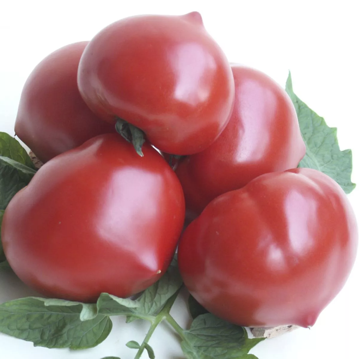 Seminte Tomate semideterminate PREKOS F1 Geosem Select 1000 seminte 4