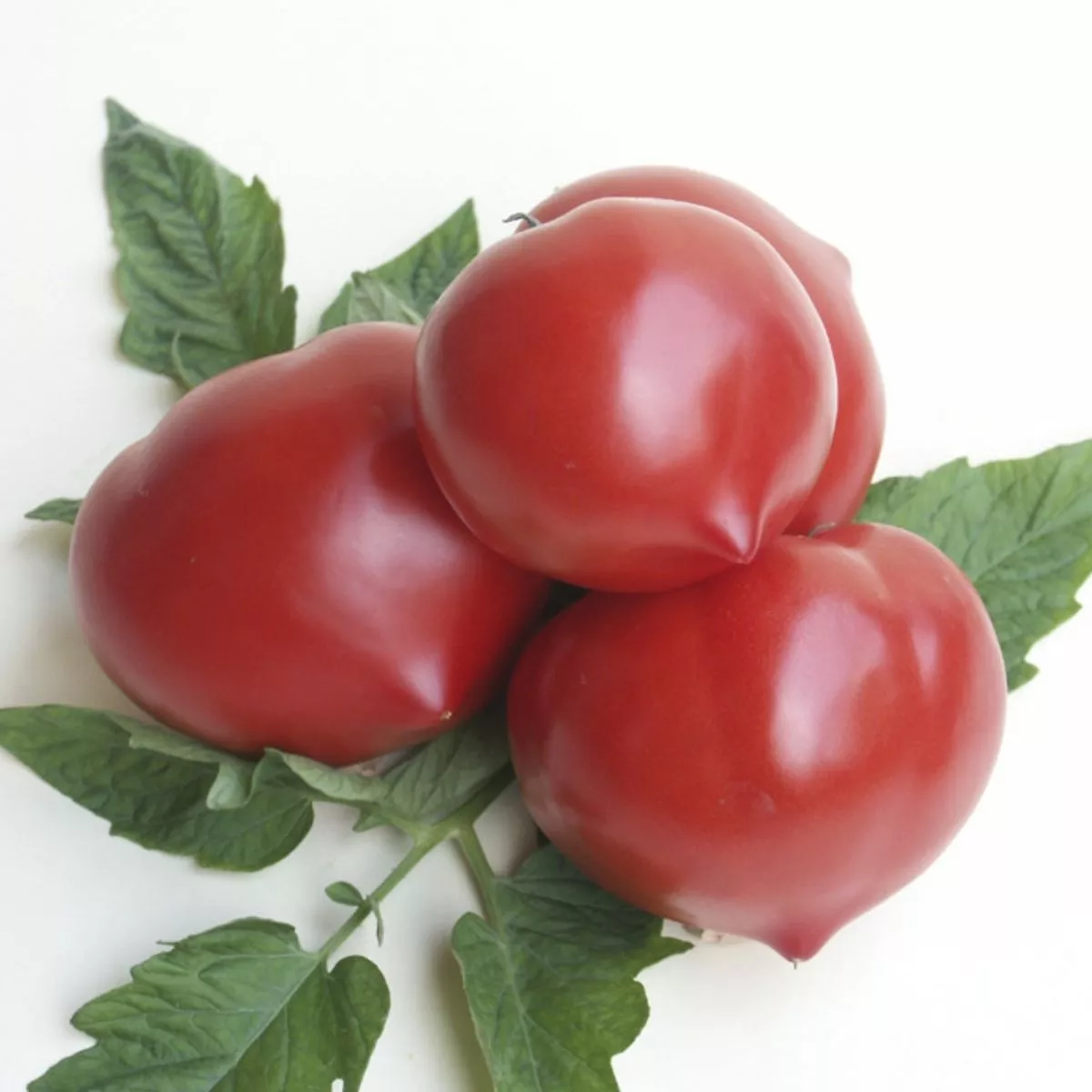 Seminte Tomate semideterminate PREKOS F1 Geosem Select 1000 seminte 5