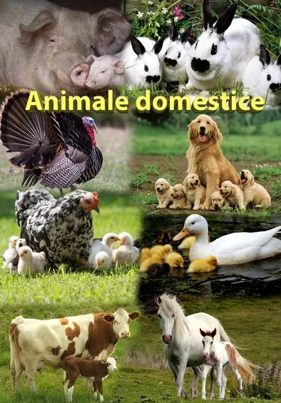 Mapa didactica A4 Animale domestice