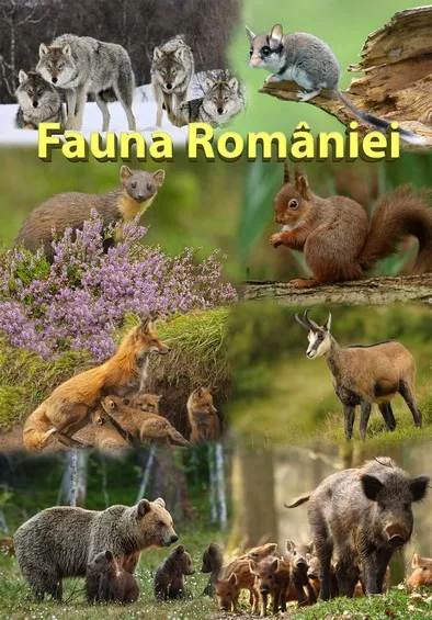 Mapa didactica A4 Fauna Romaniei