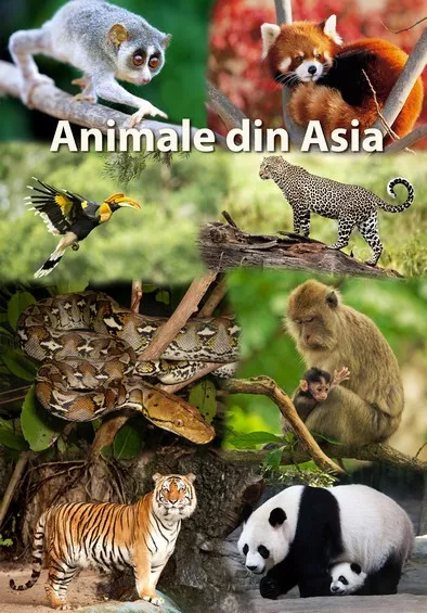 Mapa didactica A4 Animale din Asia