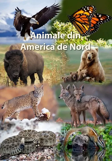 Mapa didactica A4 Animale din America de Nord