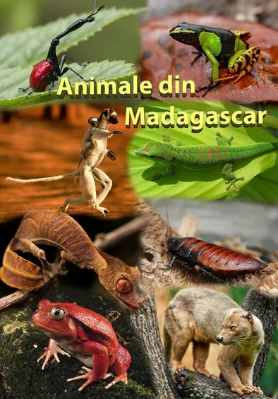 Mapa didactica A4 Animale din Madagascar