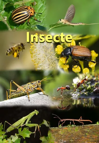 Mapa didactica A4 Insecte