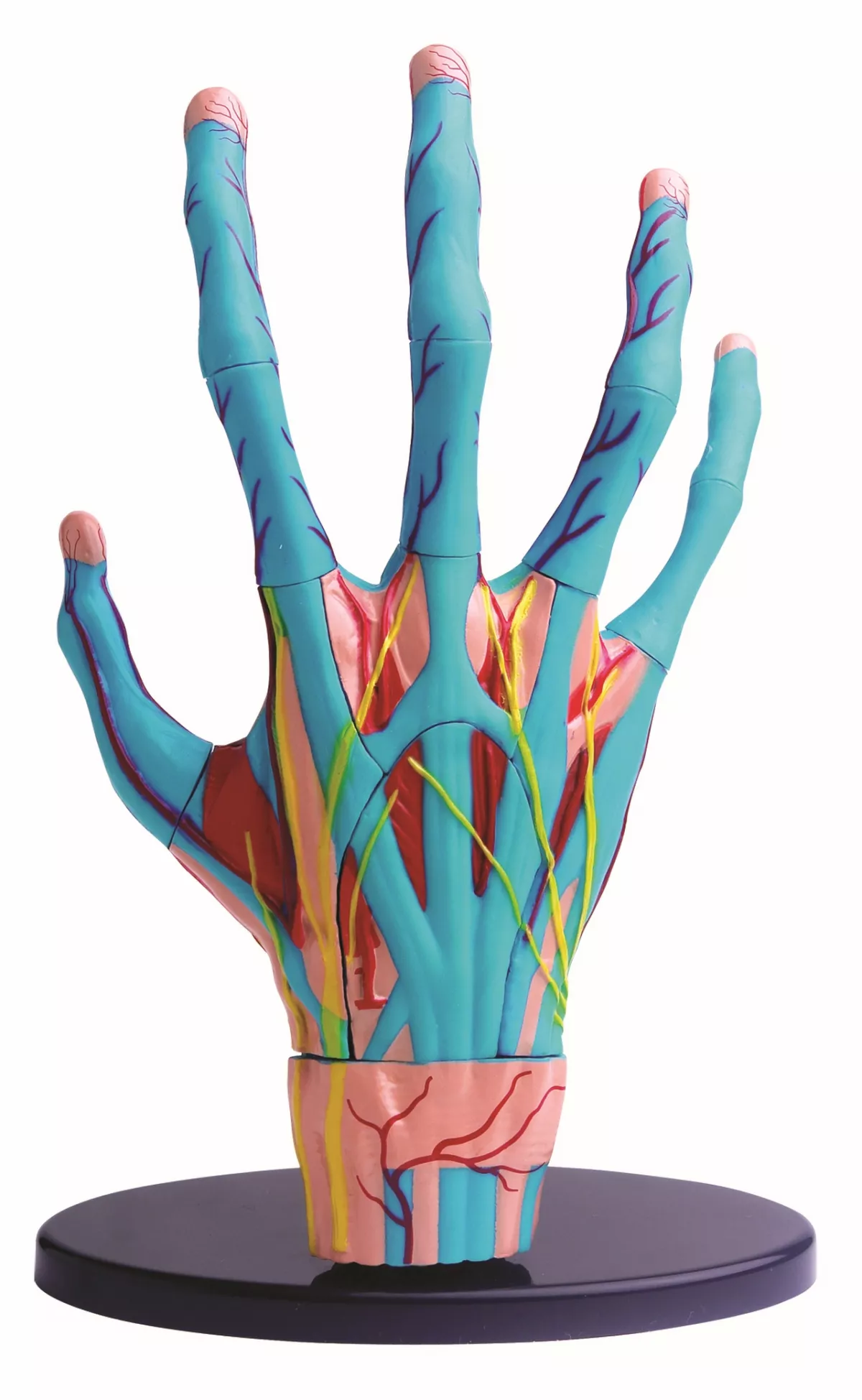 Mana - model anatomic