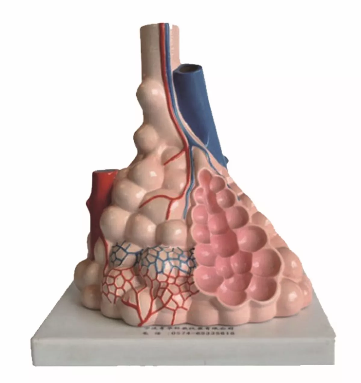 Alveole pulmonare (set demonstrativ)