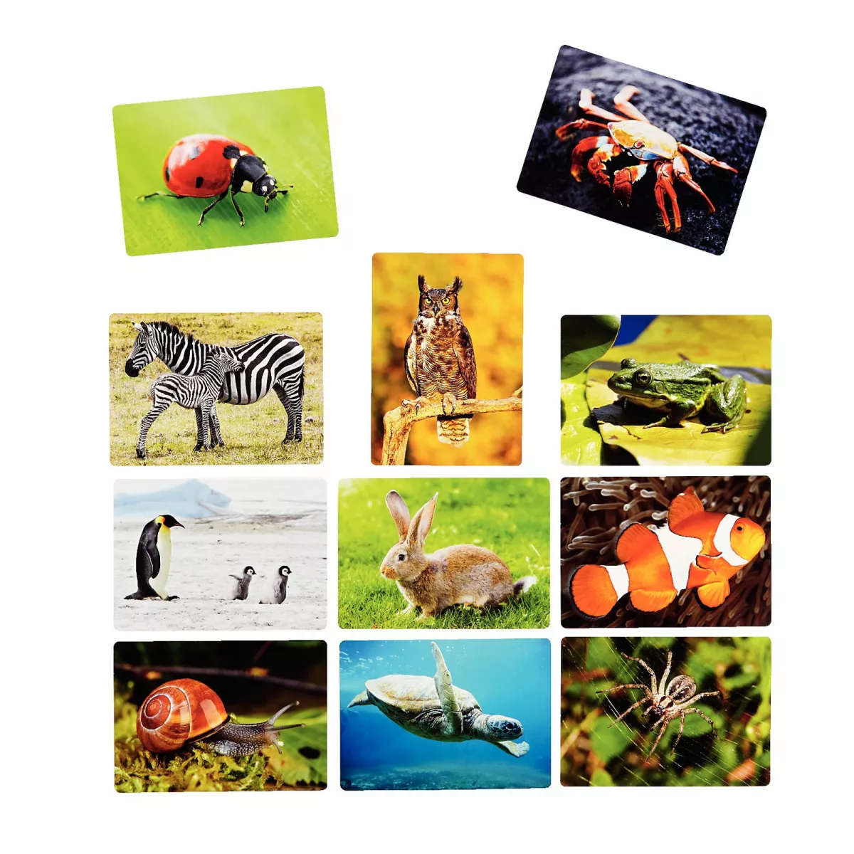 Set imagini animale