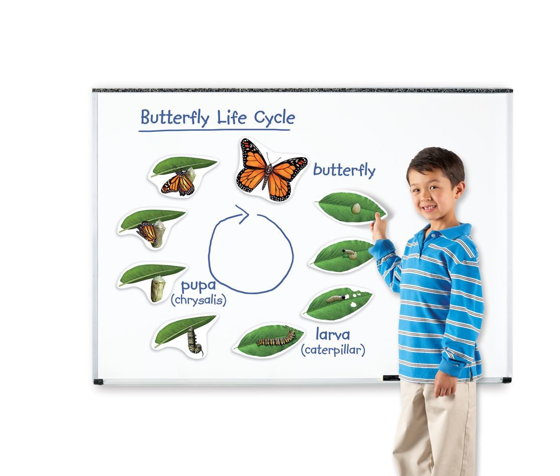 Set prezentare Ciclul vietii fluturelui