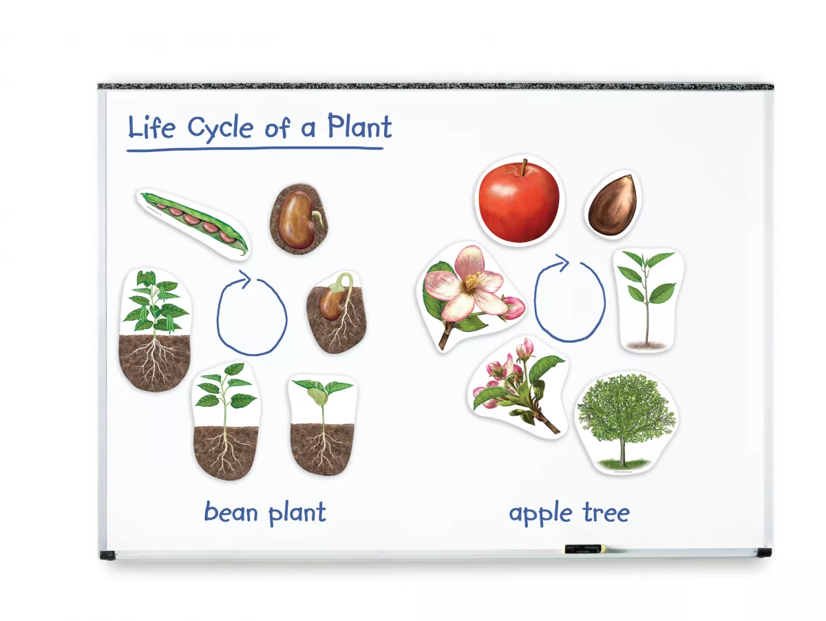 Set prezentare Ciclul vietii plantelor