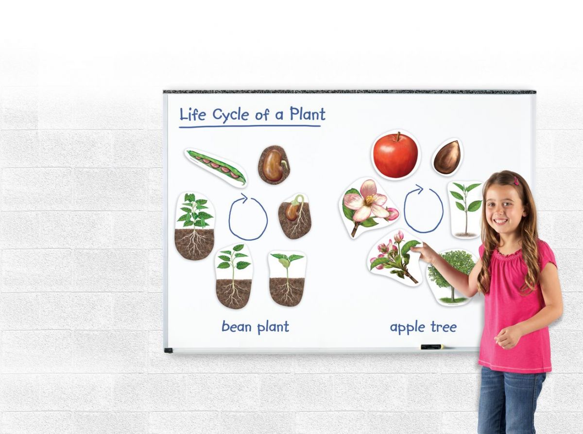 Set prezentare Ciclul vietii plantelor
