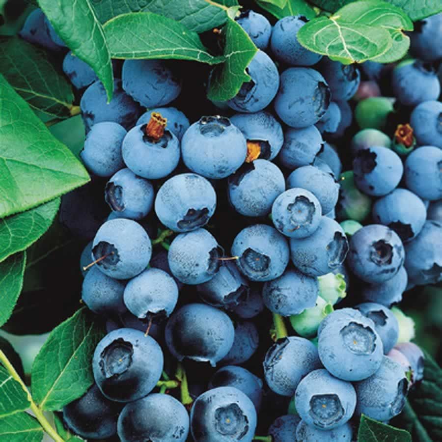 Plante Foioase Afin De Cultura Vaccinium Cor Bluecrop Pep