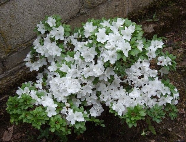 Plante Foioase Azalee Alba Rhododendron Panda Pepinieramiz