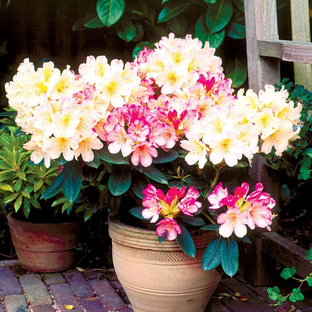 Plante Foioase Azalee Japoneza Rhododendron Percy Wiseman