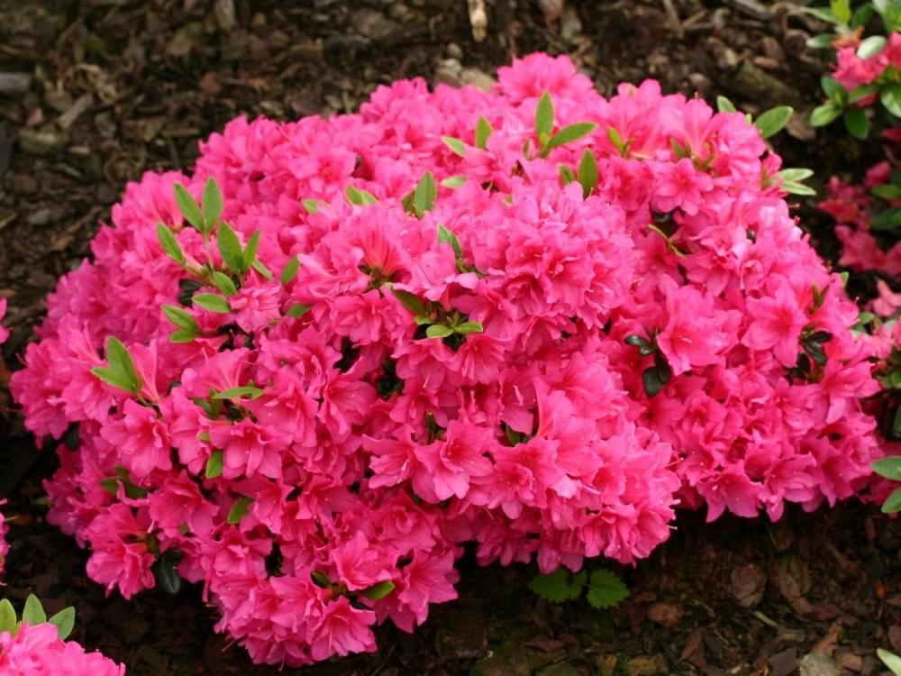Plante Foioase Azalee Melina Rhododendron Melina Pepiniera