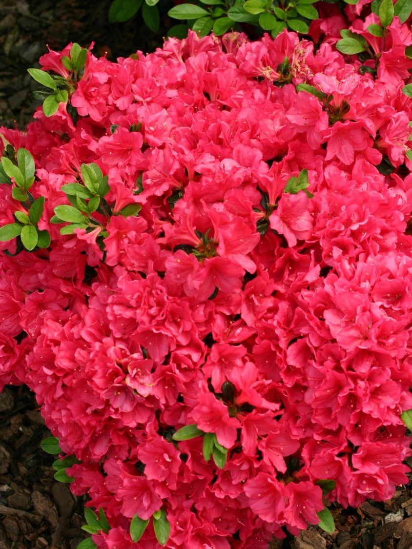 Plante Foioase Azalee Rhododendron Canzonetta Pepinieramiz