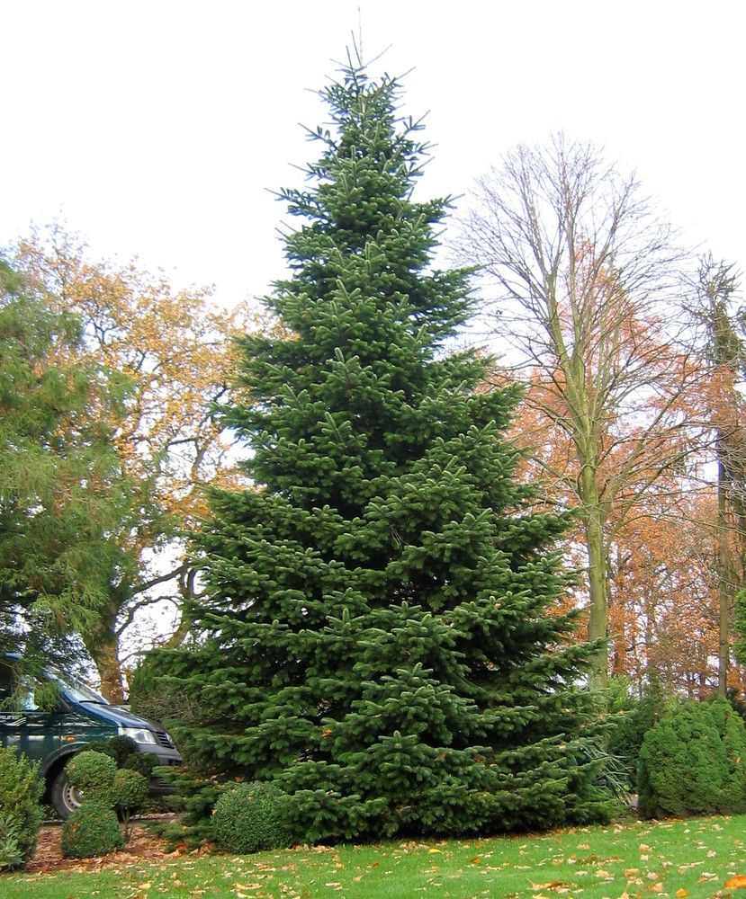 Plante Rasinoase Brad Douglas Pseudotsuga Menziesii 20 40