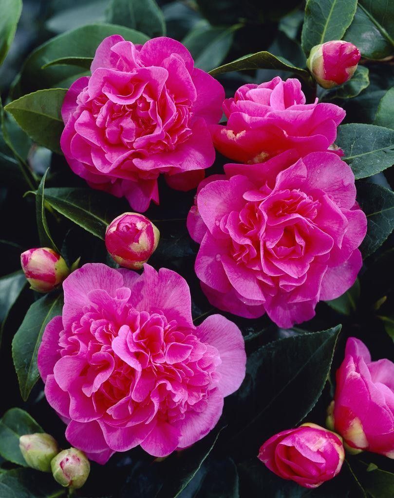 Plante Foioase Camelia Debbie Camelie Pepinieram