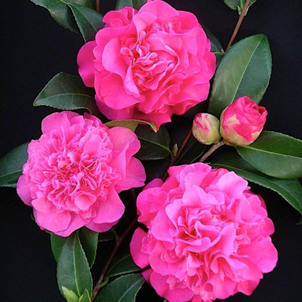 Camelie Gardenexpert Ro