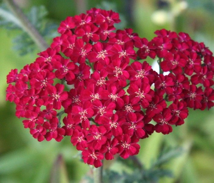 Plante Perene Coada Soricelului Rosie Achilea Millefolium R