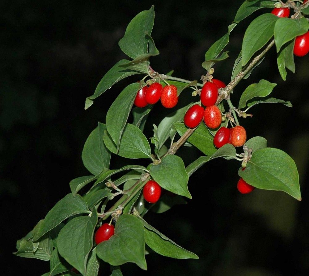 Fructifere Corn Cornus Mas Pepinieramizil Ro