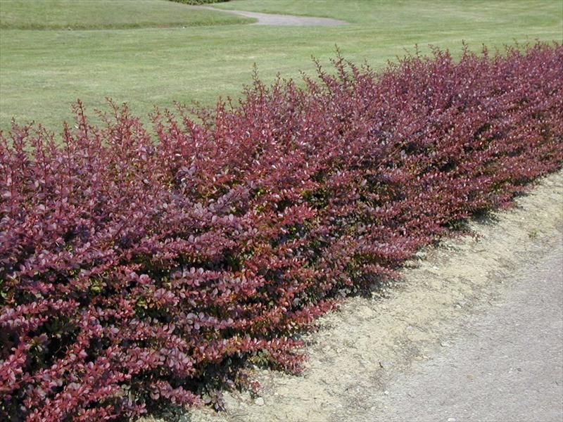 Plante Foioase Dracila Rosie Berberis Th Atropurpurea La
