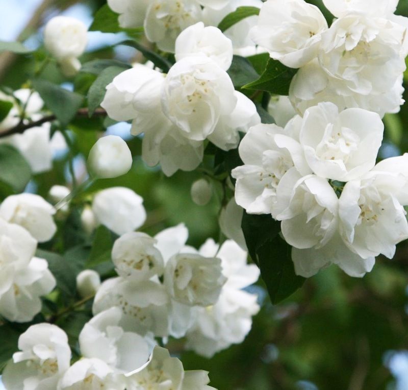 Plante Foioase Iasomie Batuta Philadelphus Virginal Pepini