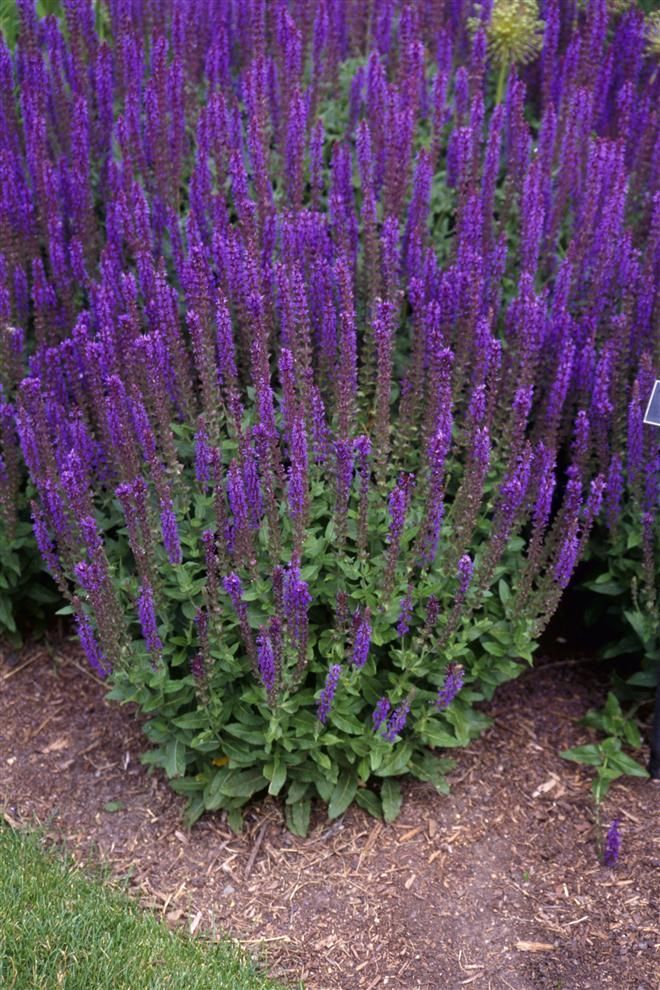 Plante Perene Jales De Camp Salvia Nemorosa Pepinieramizil