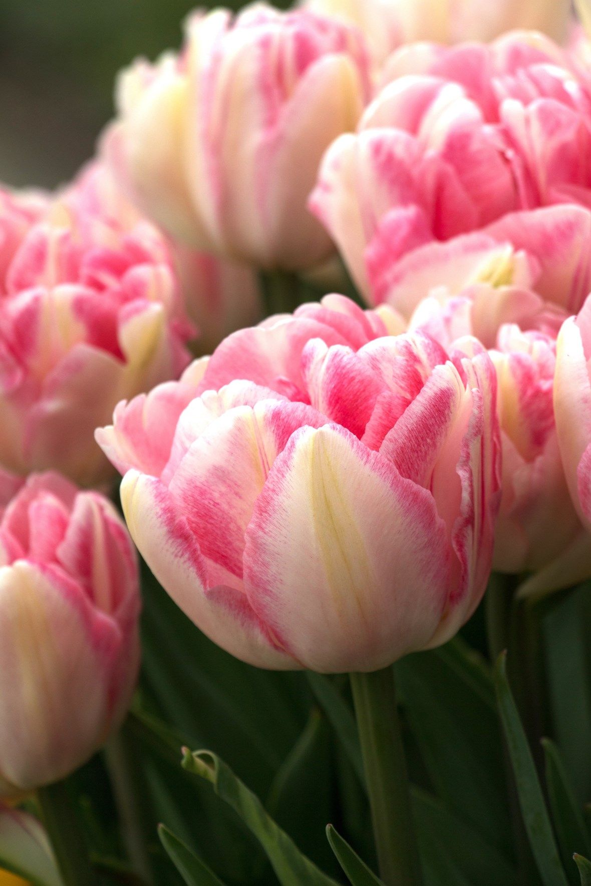 Bulbi De Flori Lalele Foxtrot Tulips Foxtrot Pepinieramiz