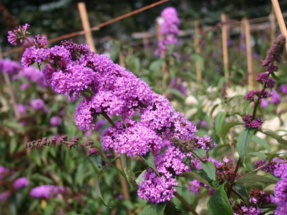 Plante Foioase Liliac De Vara Mov Buddleja Dav Border Beau