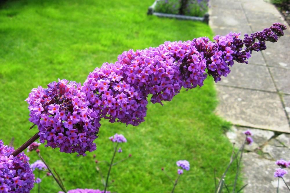 Plante Foioase Liliac De Vara Mov Buddleja Dav Border Beau