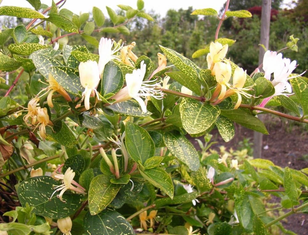 Plante Foioase Mana Maicii Domnului Lonicera Jap Aureoreti