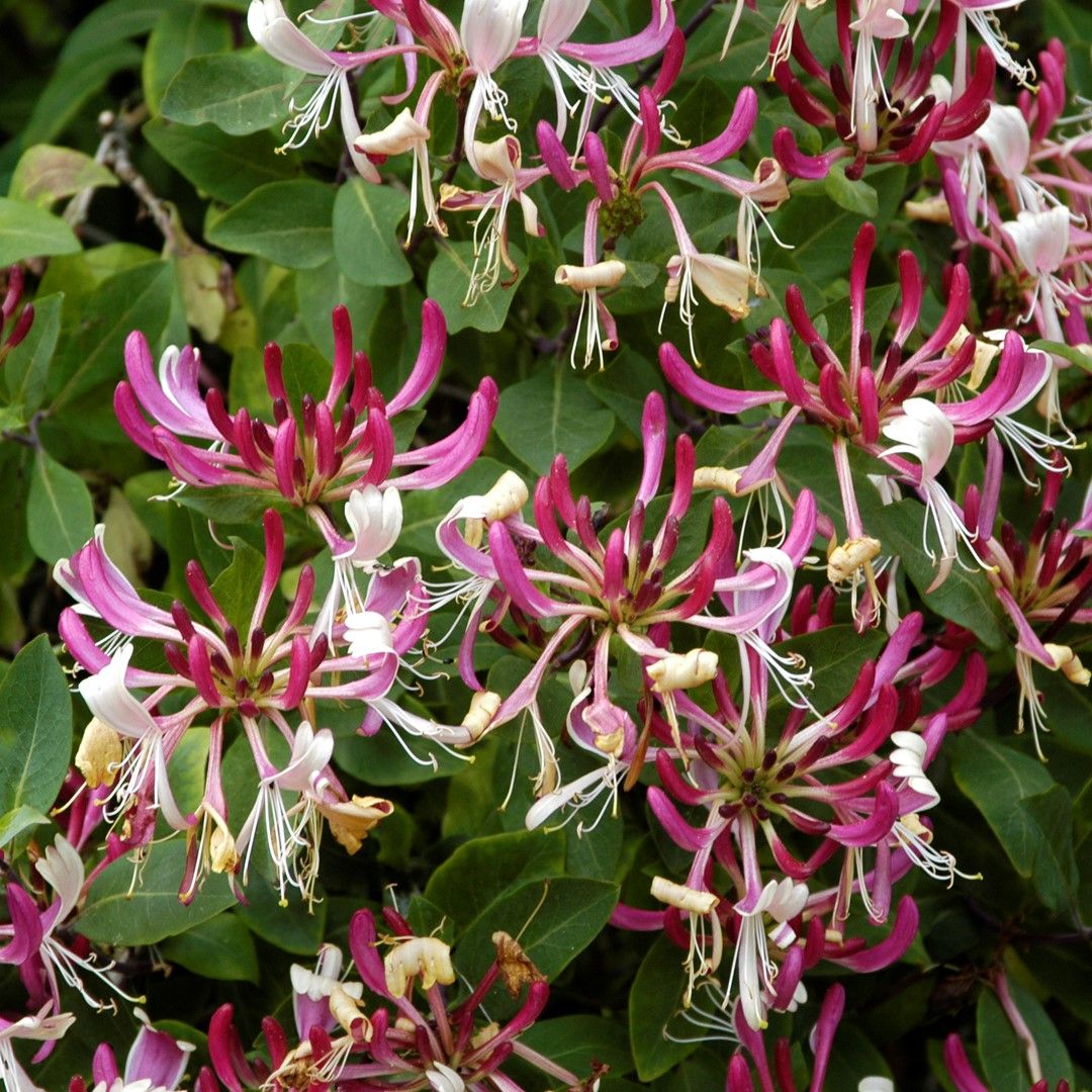 Plante Foioase Mana Maicii Domnului Lonicera Per Serotina