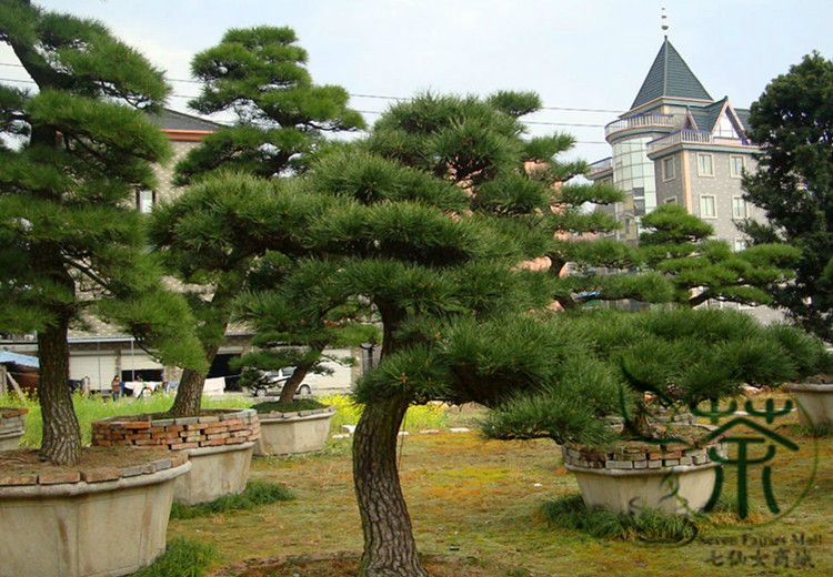 Plante Rasinoase Pin Negru Japonez Pinus Thunbergii Pepini
