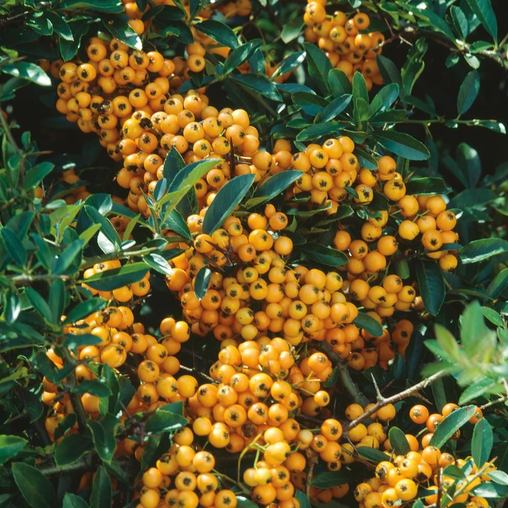 Plante foioase Piracanta galbena (Pyracantha Golden Charmer)&hellip;