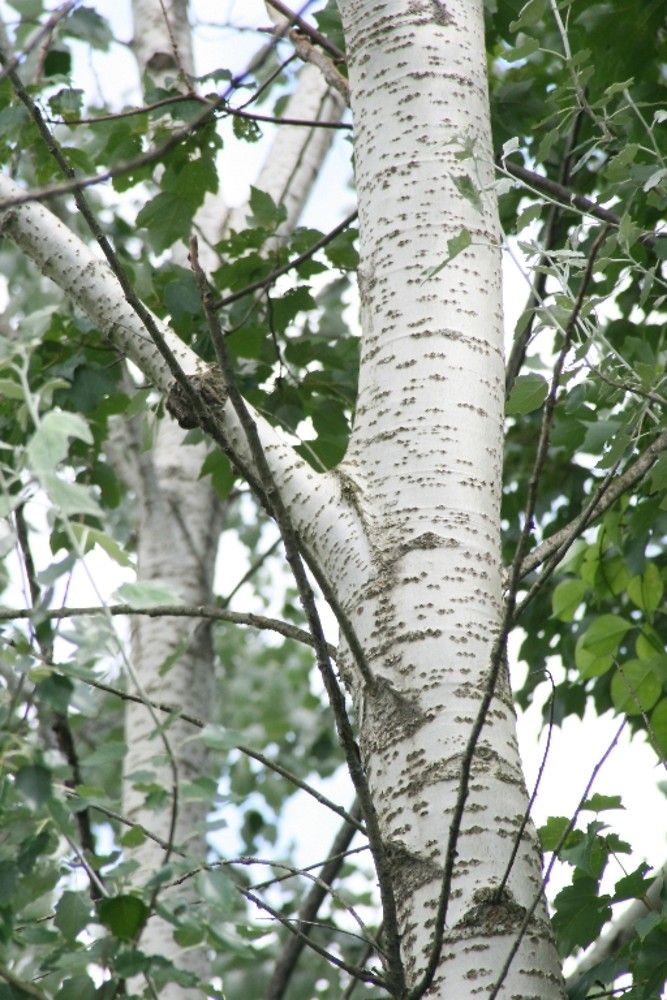 Plante Foioase Plop Alb Populus Alba Pepinieramizil Ro