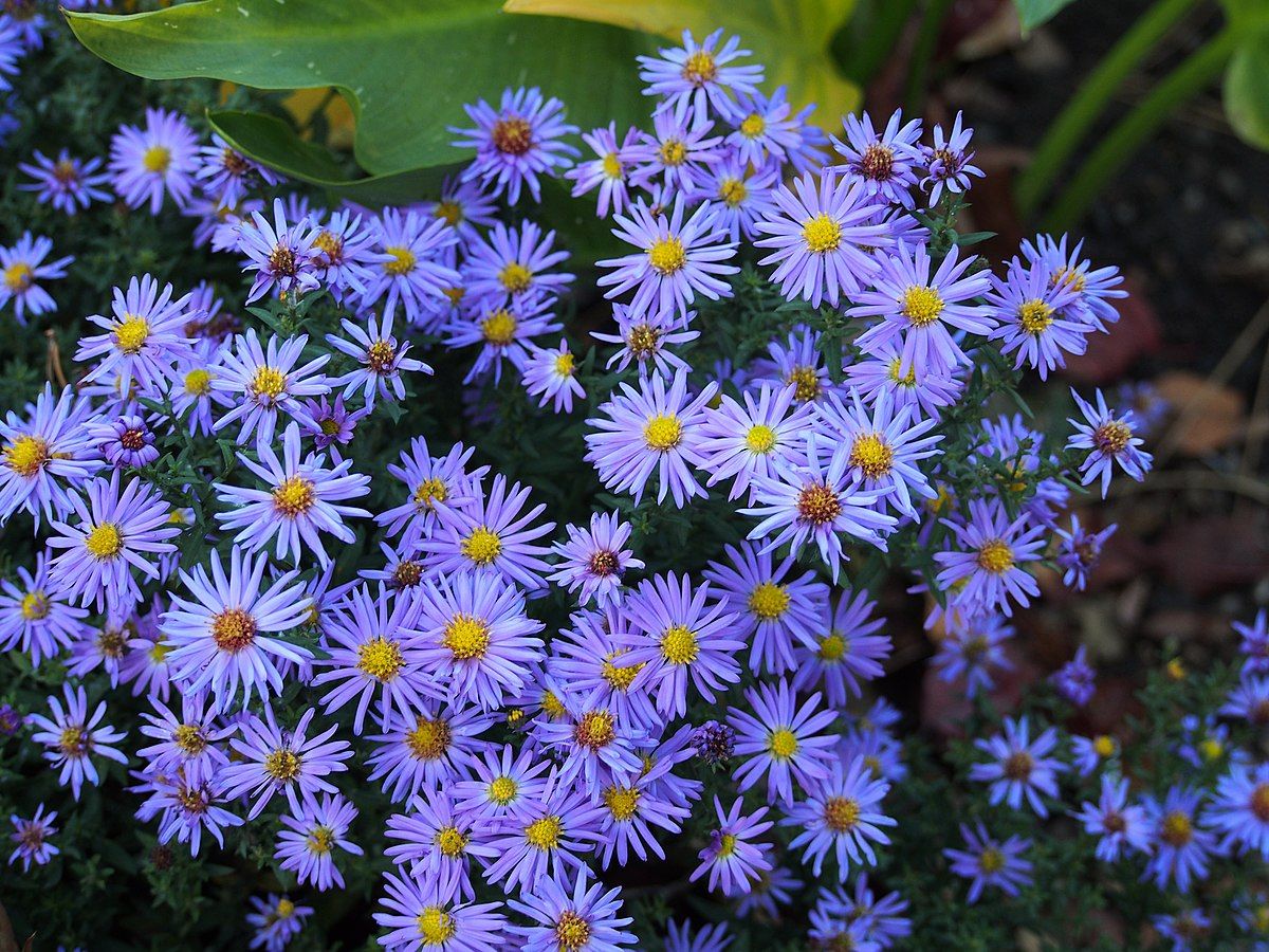 Plante perene Stelute de toamna (Aster lady in blue) Pepinie...