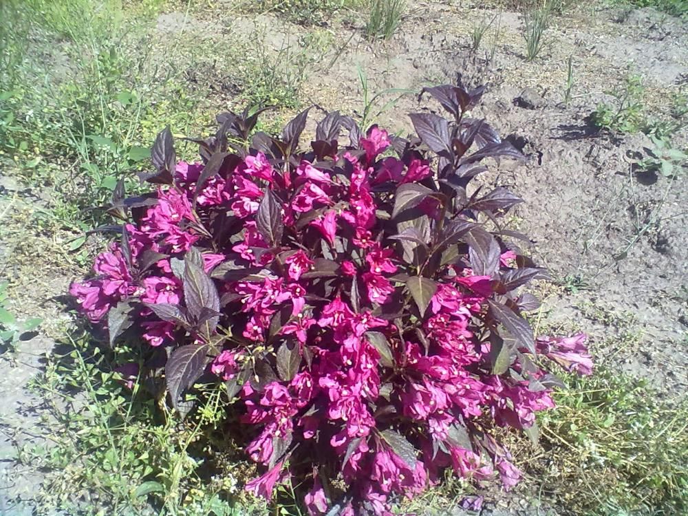 Plante Foioase Weigela Purpurie Weigela Florida Nana Purpur