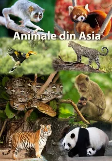 Mapa didactica A4 Animale din Asia