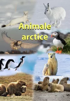 Mapa didactica A4 Animale arctice