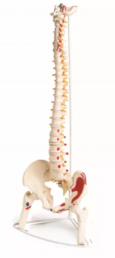 Model Coloana vertebrala din plastic
