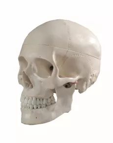 Craniu - model anatomic din plastic 22 x 14 x 16 cm