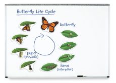 Set prezentare Ciclul vietii fluturelui