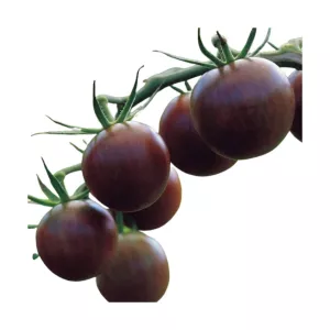 Seminte de tomate Cherry negre, 0.5 grame FLORIAN