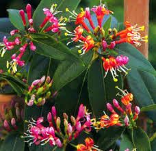 Plante Foioase Mana Maicii Domnului Vesnic Verde Lonicera H
