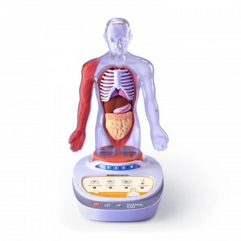 Descopera corpul uman - Enciclopedie Interactiva STEAM