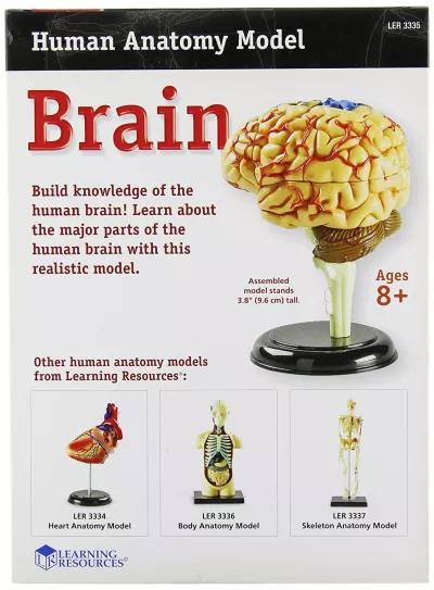 Creierul uman - macheta