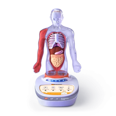 Descopera corpul uman - Enciclopedie Interactiva STEAM